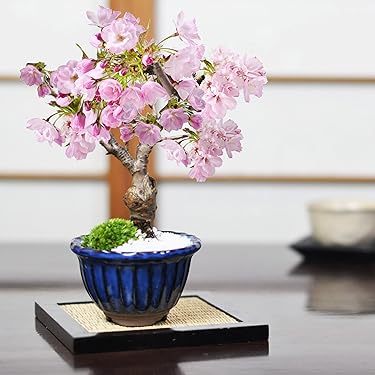 Amazon.co.jp 売れ筋ランキング: 盆栽 の中で最も人気のある商品です